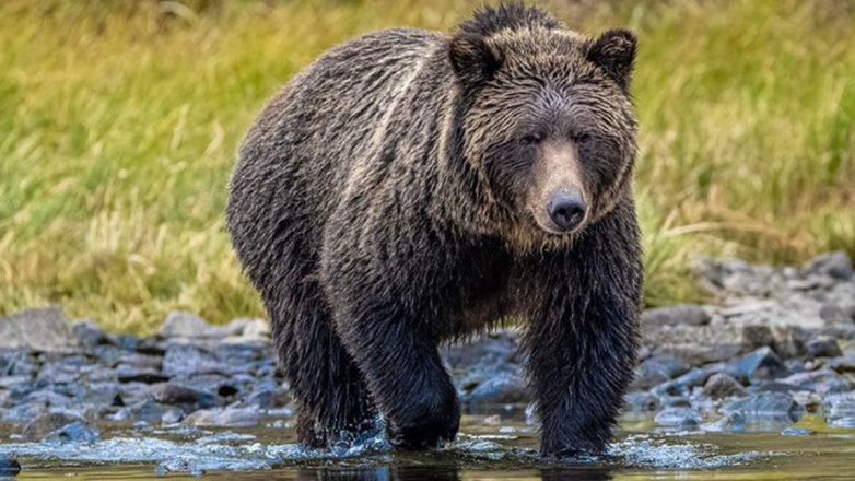 Καναδάς: Αρκούδα επιτέθηκε σε ομάδα μαθητών Καναδάς: Αρκούδα επιτέθηκε σε ομάδα μαθητών