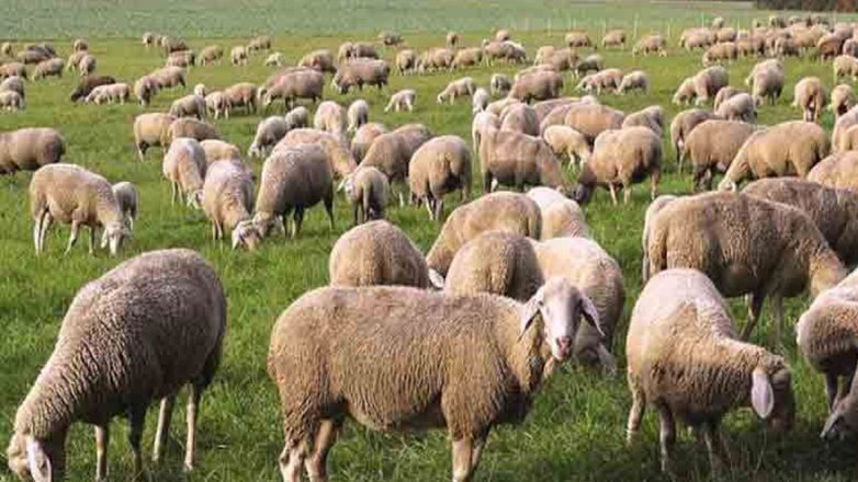 Αποκάλυψη: Περισσότερα από 1.000.000 παράνομα εμβόλια σε κοπάδια με ευλογιά Αποκάλυψη: Περισσότερα από 1.000.000 παράνομα εμβόλια σε κοπάδια με ευλογιά