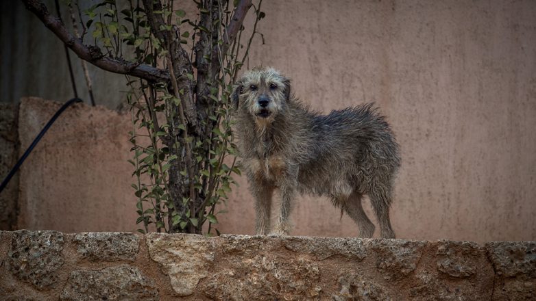 Πέραμα: Επίθεση από σκυλί δέχτηκε 12χρονος Πέραμα: Επίθεση από σκυλί δέχτηκε 12χρονος