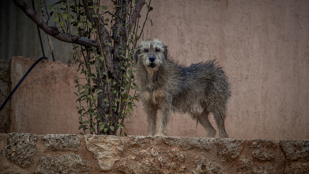 Πέραμα: Επίθεση από σκυλί δέχτηκε 12χρονος