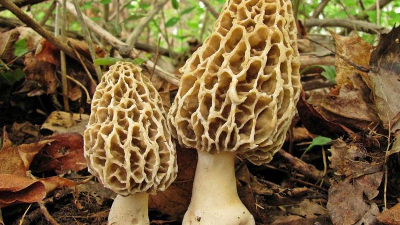 Σε κρίσιμη κατάσταση το ζευγάρι που δηλητηριάστηκε από μανιτάρια Σε κρίσιμη κατάσταση το ζευγάρι που δηλητηριάστηκε από μανιτάρια