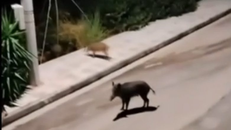 Βγήκαν με καραμπίνες και κυνηγούσαν αγριογούρουνα σε κατοικημένη περιοχή