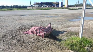 Αγρίνιο: Ευθανασία για το άλογο που τραυματίστηκε στο τροχαίο