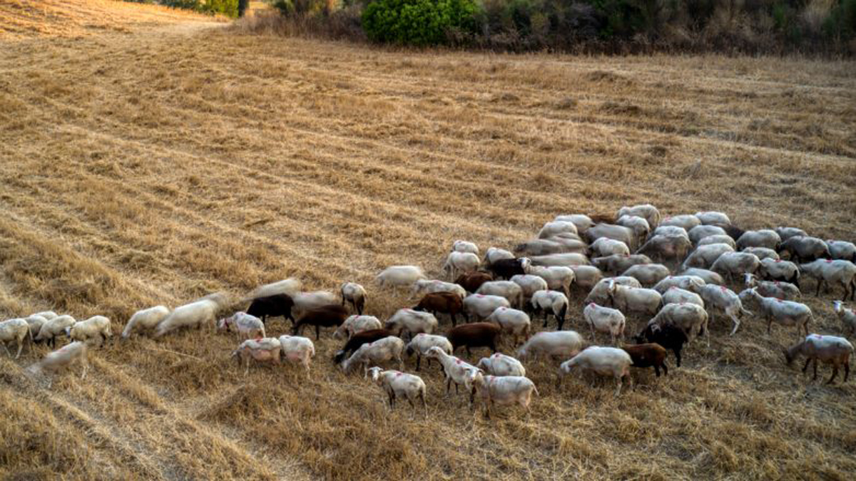Δύο συλλήψεις για παράνομη μετακίνηση αιγοπροβάτων σε Σέρρες και Φθιώτιδα