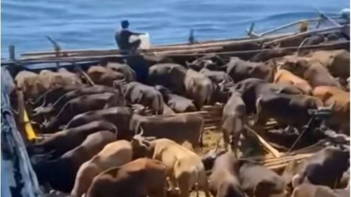 Τελείωσε το μαρτύριο για 3.000 αγελάδες που παρέμειναν για ένα μήνα πάνω σε πλοίο, στα ανοιχτά της Τουρκίας