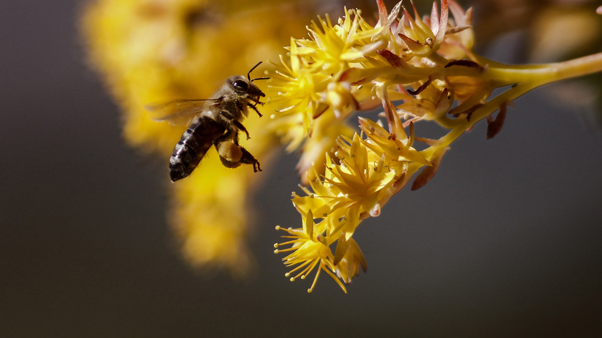 Πέθανε από τσίμπημα μέλισσας – Έτρεξε για βοήθεια και βγήκε εκτός δρόμου με το αυτοκίνητο