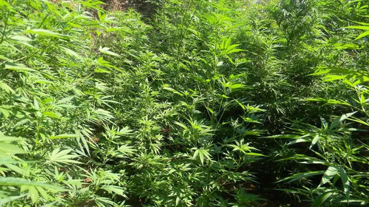 Συνελήφθη 20χρονος που καλλιεργούσε κάνναβη σε δασική περιοχή της Κοζάνης