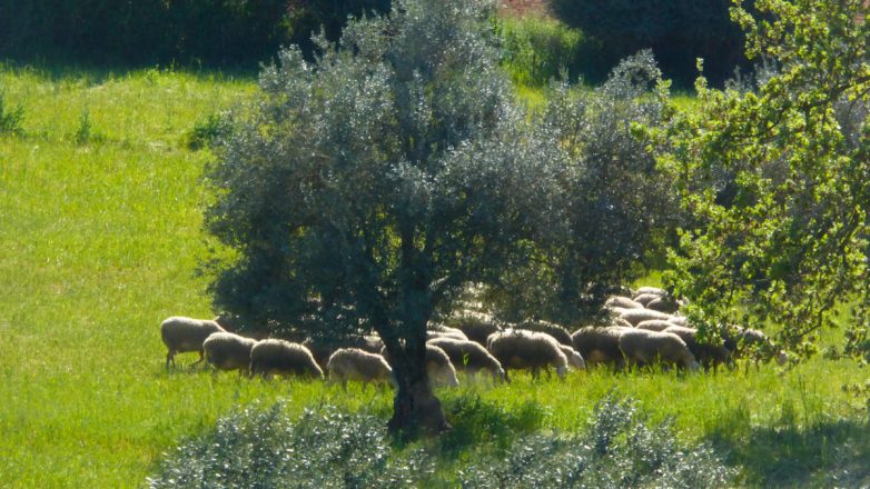 Έκτακτη στήριξη 56 εκατ. ευρώ στους κτηνοτρόφους