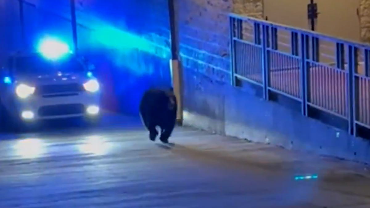 Αστυνομικοί στο Τενεσί κυνηγούν μαύρη αρκούδα