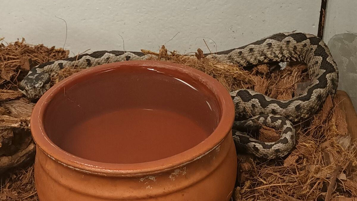 Οχιά τρύπωσε σε κτήριο στο Μαρούσι