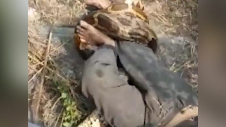 Σοκαριστικό βίντεο με πύθωνα να τυλίγεται σε άνδρα