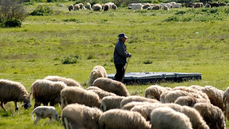 Περισσότερα από 423.000 ζώα έχουν θανατωθεί από τον Αύγουστο λόγω της ευλογιάς των αιγοπροβάτων Περισσότερα από 423.000 ζώα έχουν θανατωθεί από τον Αύγουστο λόγω της ευλογιάς των αιγοπροβάτων