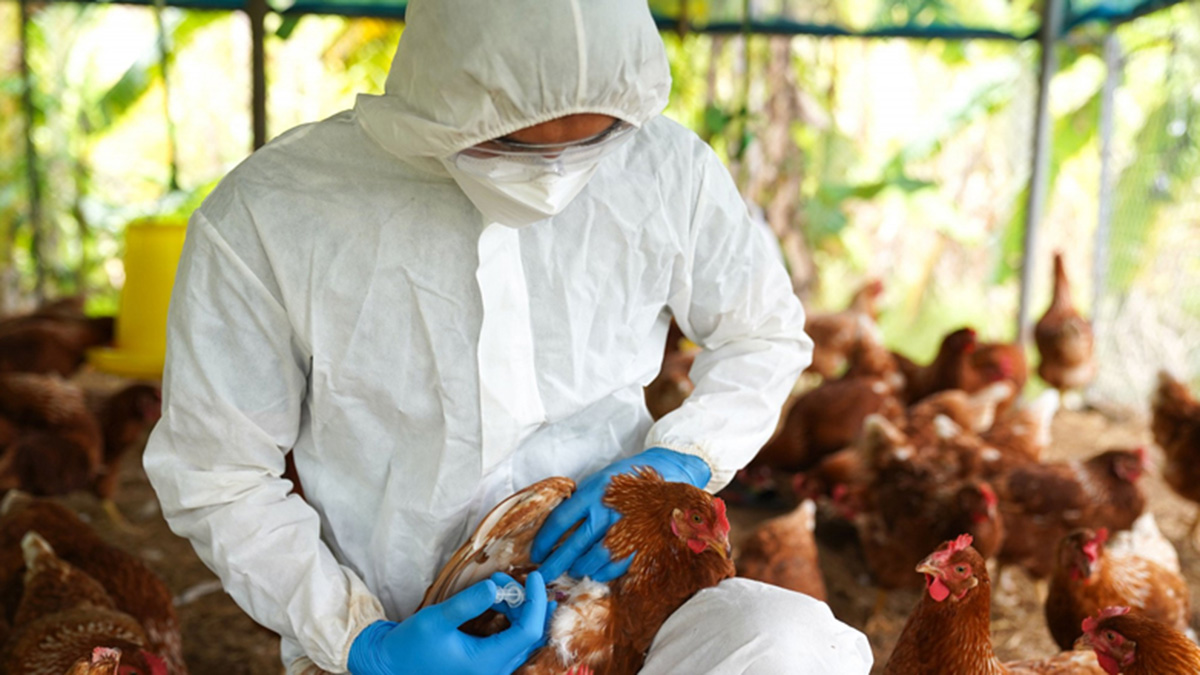 Ο ιός της γρίπης των πτηνών θα μπορούσε να προκαλέσει πανδημία χειρότερη της COVID