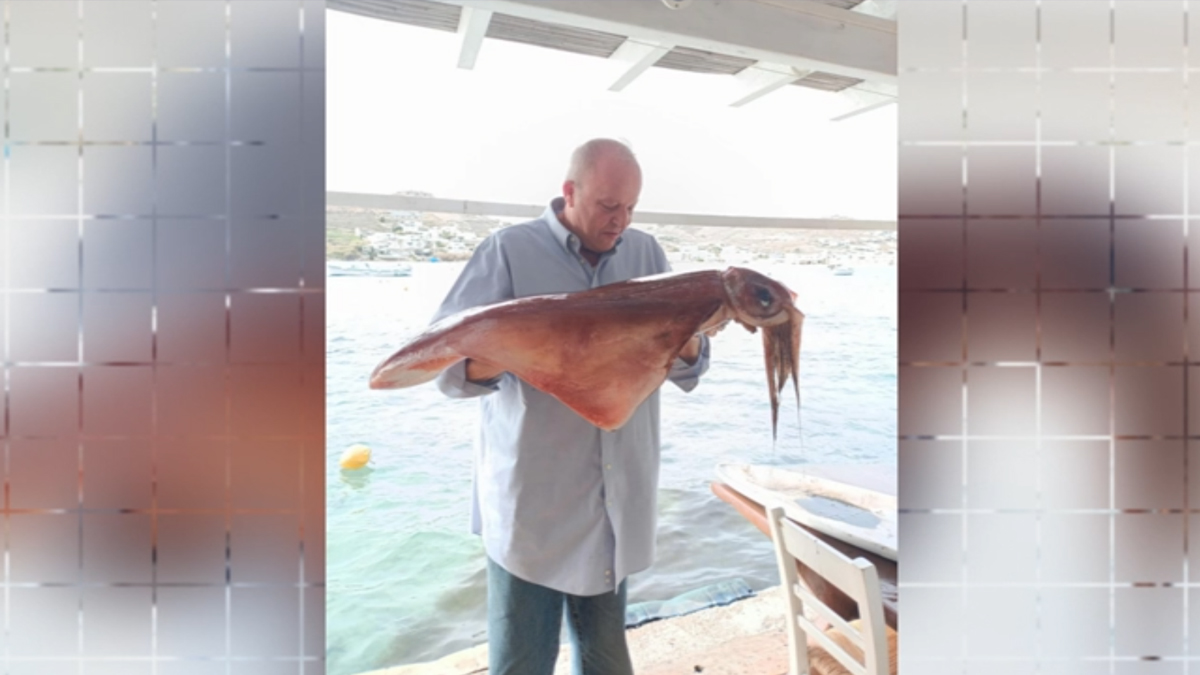 Καλαμάρια «γίγαντες» στη Μύκονο