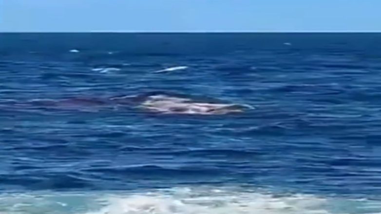 Ελβετίδα υπήκοος η νεκρή κοπέλα από επίθεση καρχαρία