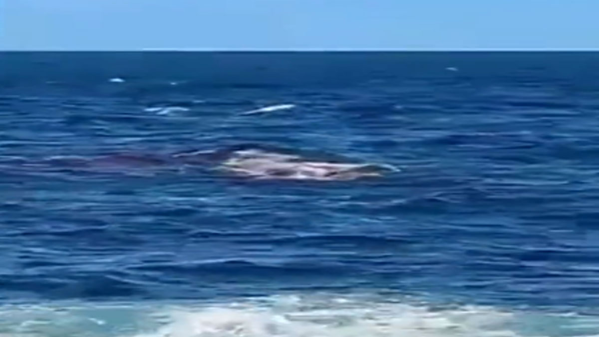 Ελβετίδα υπήκοος η νεκρή κοπέλα από επίθεση καρχαρία