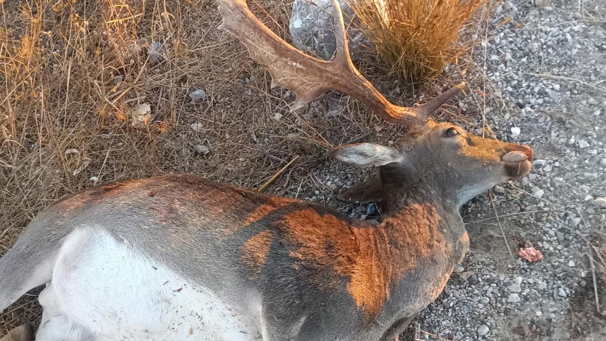 Αδέσποτα ελάφια στη νότια Ρόδο – Ανησυχία από οδηγούς και αγρότες