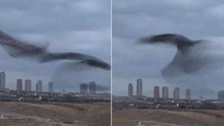 Εντυπωσιακός χορός από ψαρόνια στον ουρανό της Άγκυρας Εντυπωσιακός χορός από ψαρόνια στον ουρανό της Άγκυρας