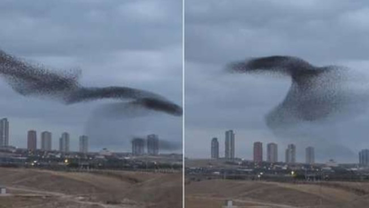 Εντυπωσιακός χορός από ψαρόνια στον ουρανό της Άγκυρας