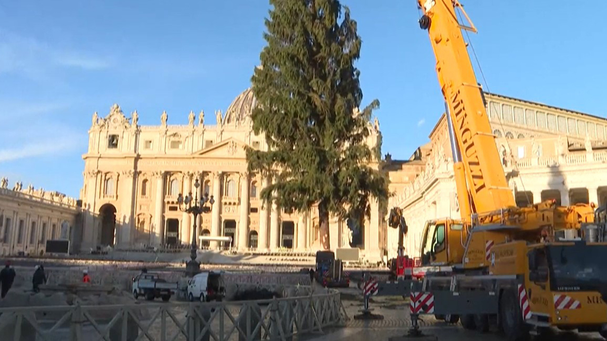 Βατικανό: Έλατο ύψους 27 μέτρων στήθηκε στην πλατεία του Αγίου Πέτρου