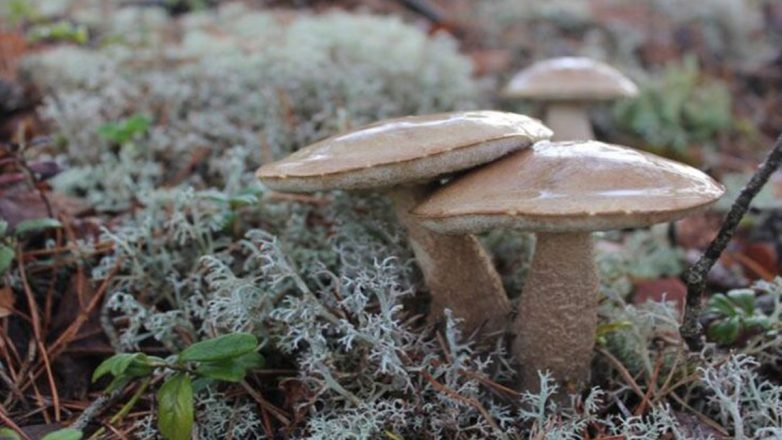 Θεαματική βελτίωση της υγείας του ζευγαριού που κατανάλωσε δηλητηριώδη μανιτάρια