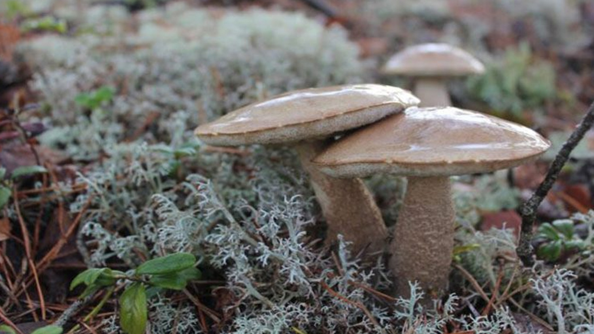 Θεαματική βελτίωση της υγείας του ζευγαριού που κατανάλωσε δηλητηριώδη μανιτάρια