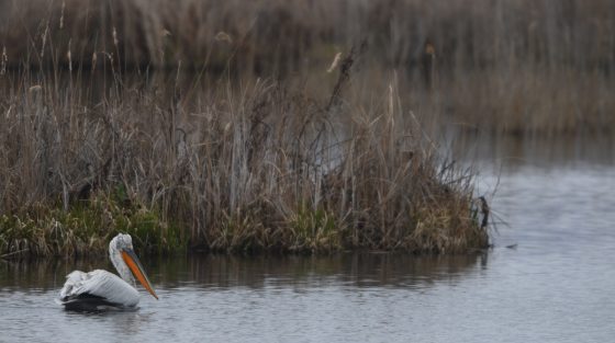 ΜΚΟ από Ελλάδα, Αλβανία και Βόρεια Μακεδονία προστατεύουν τις Πρέσπες