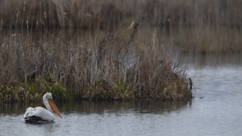 ΜΚΟ από Ελλάδα, Αλβανία και Βόρεια Μακεδονία προστατεύουν τις Πρέσπες