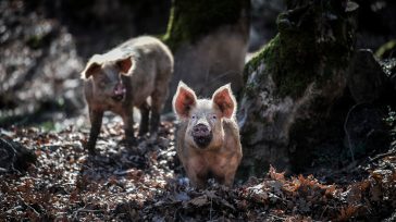 Ισπανία: Κινητοποιείται ο στρατός κατά της πανώλης των χοίρων