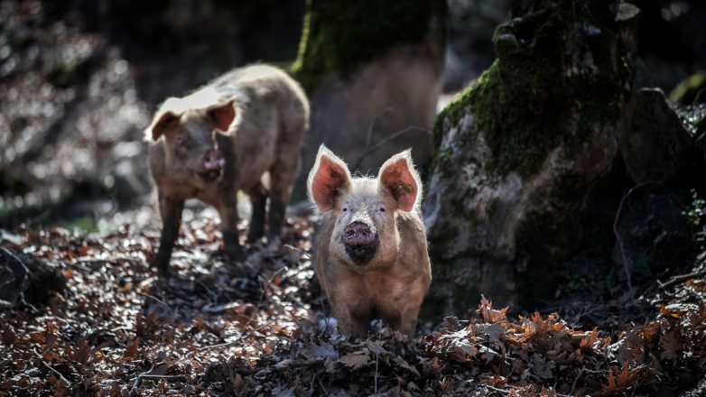 Ισπανία: Κινητοποιείται ο στρατός κατά της πανώλης των χοίρων