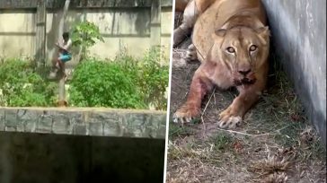 Βραζιλία: Ένας 19χρονος σκοτώθηκε από λιοντάρι σε ζωολογικό κήπο