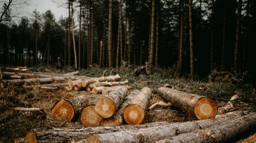 Χαλκιδική: Άνδρας καταπλακώθηκε από κορμό δέντρου καθώς προσπαθούσε να κόψει ξύλα