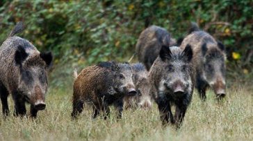 Δέσμη μέτρων για αγριογούρουνα και λύκους