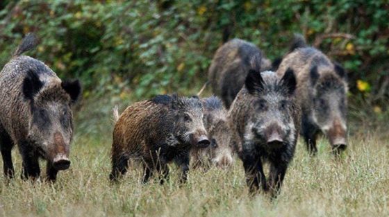 Δέσμη μέτρων για αγριογούρουνα και λύκους