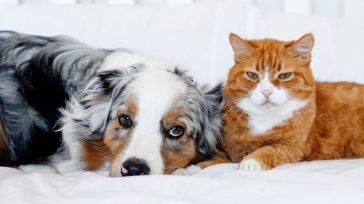 Η φιλία γάτας και σκύλου: Μύθος ή μια τρυφερή πραγματικότητα;