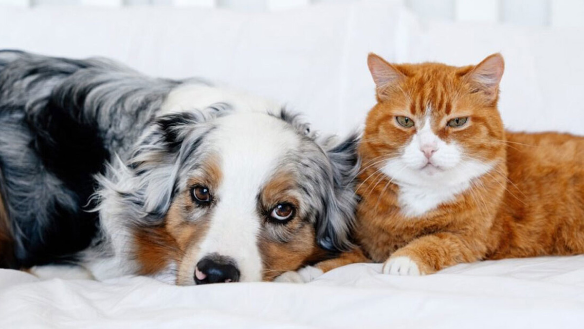 Η φιλία γάτας και σκύλου: Μύθος ή μια τρυφερή πραγματικότητα;