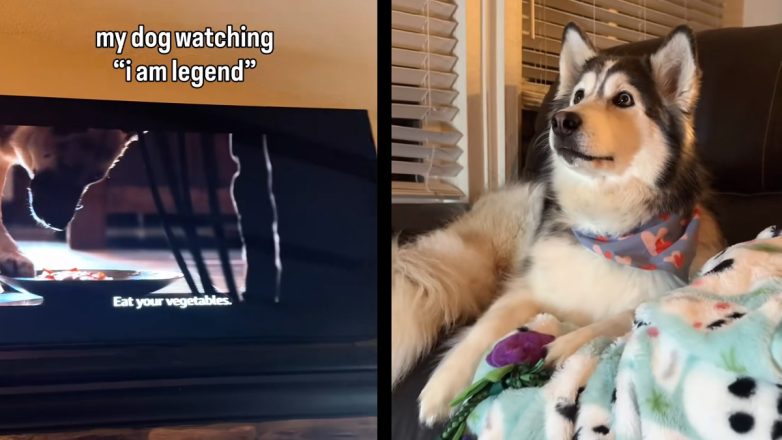 Σκύλος βλέπει μια ταινία