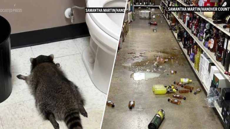 Ρακούν μπήκε σε κάβα, μέθυσε και το βρήκαν λιπόθυμο στην τουαλέτα