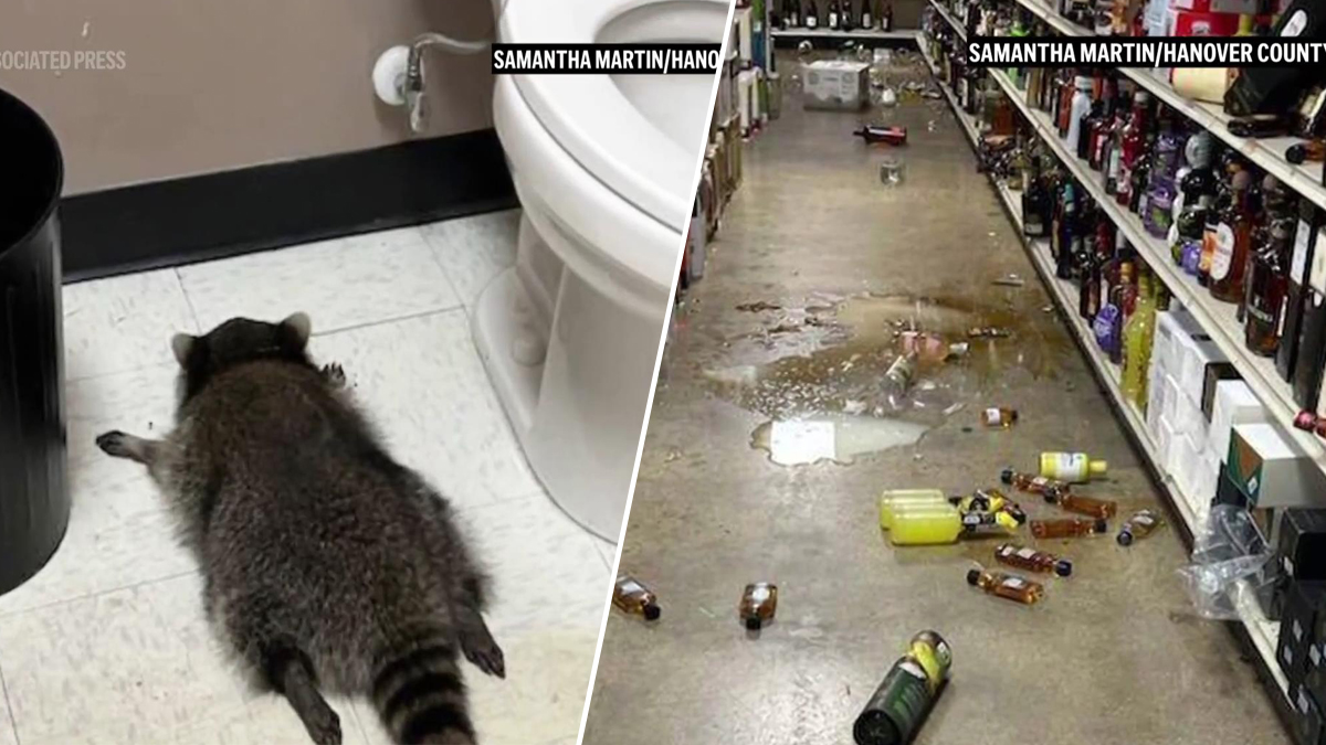 Ρακούν μπήκε σε κάβα, μέθυσε και το βρήκαν λιπόθυμο στην τουαλέτα