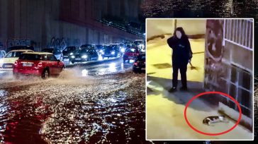 Πνιγμένα ζωάκια στη άκρη του δρόμου άφησε ο Δήμος Καλλιθέας αφού καθάρισε τα πλημμυρισμένα φρεάτια