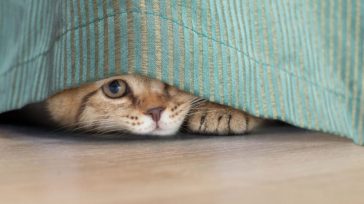 Γιατί η γάτα σου κρύβεται συνέχεια σε κάποιο σημείο του σπιτιού και πώς να την κάνεις να νιώσει ξανά ασφαλής
