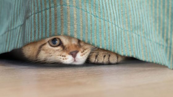 Γιατί η γάτα σου κρύβεται συνέχεια σε κάποιο σημείο του σπιτιού και πώς να την κάνεις να νιώσει ξανά ασφαλής