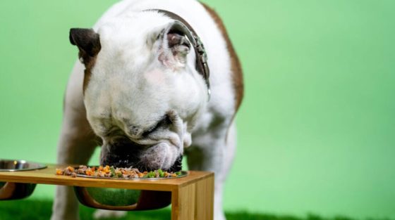 Ο σωστός τρόπος να διατηρούμε την τροφή του σκύλου μας