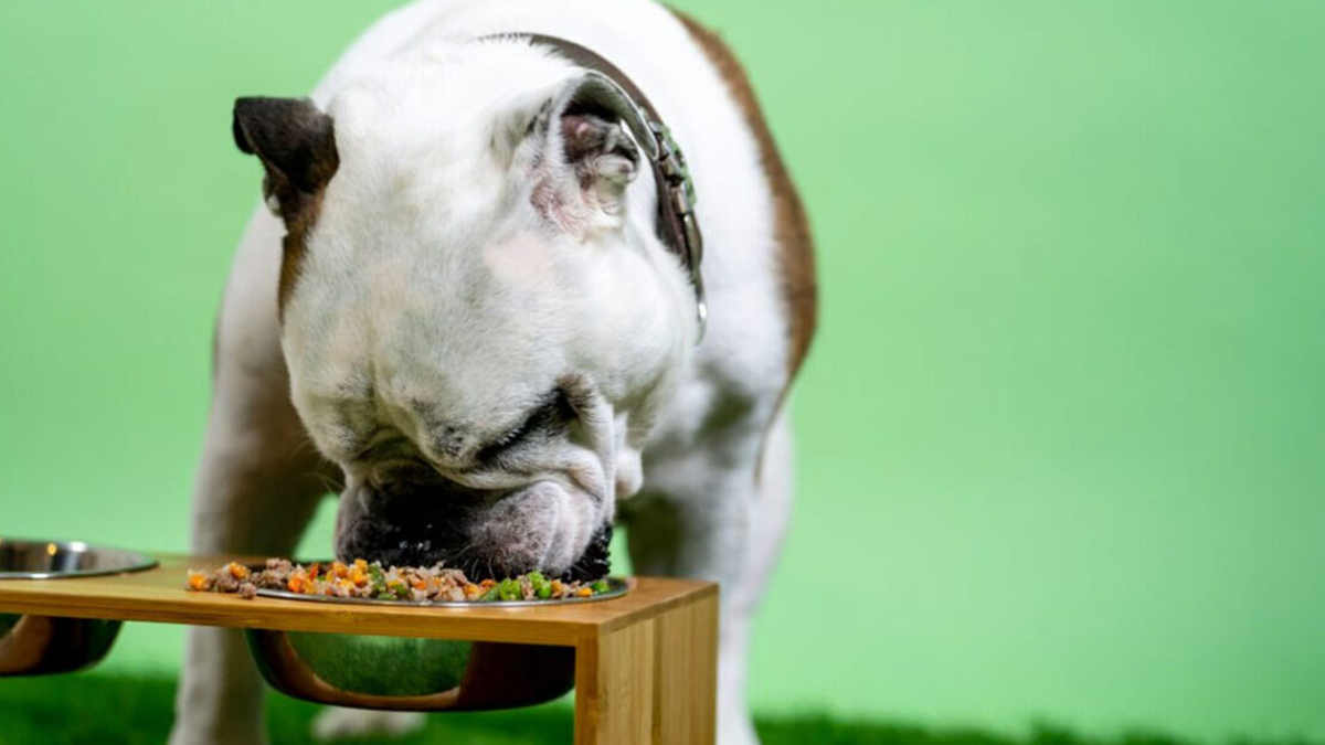 Ο σωστός τρόπος να διατηρούμε την τροφή του σκύλου μας