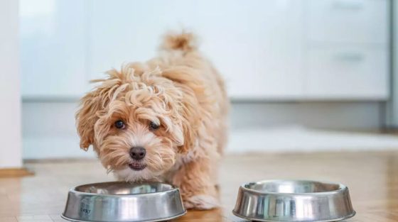 Τι να κάνετε αν ο σκύλος σας καταπιεί κάτι που δεν πρέπει μέσα στο σπίτι