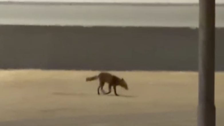 Η θαλασσινή αλεπού του Φαλήρου σε χριστουγεννιάτικη διάθεση Η θαλασσινή αλεπού του Φαλήρου σε χριστουγεννιάτικη διάθεση