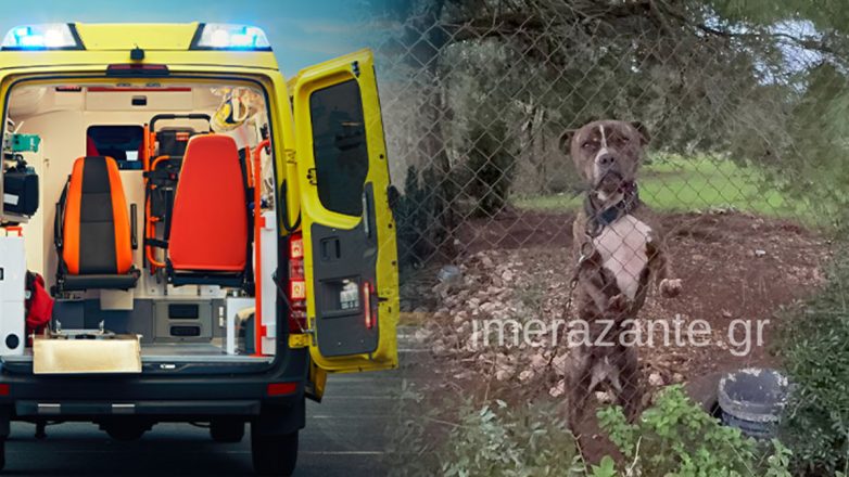 «Μου έφαγε το παιδί μου», λέει συντετριμμένος ο πατέρας του αγοριού, που το σκότωσε το Πίτμπουλ στη Ζάκυνθο «Μου έφαγε το παιδί μου», λέει συντετριμμένος ο πατέρας του αγοριού, που το σκότωσε το Πίτμπουλ στη Ζάκυνθο