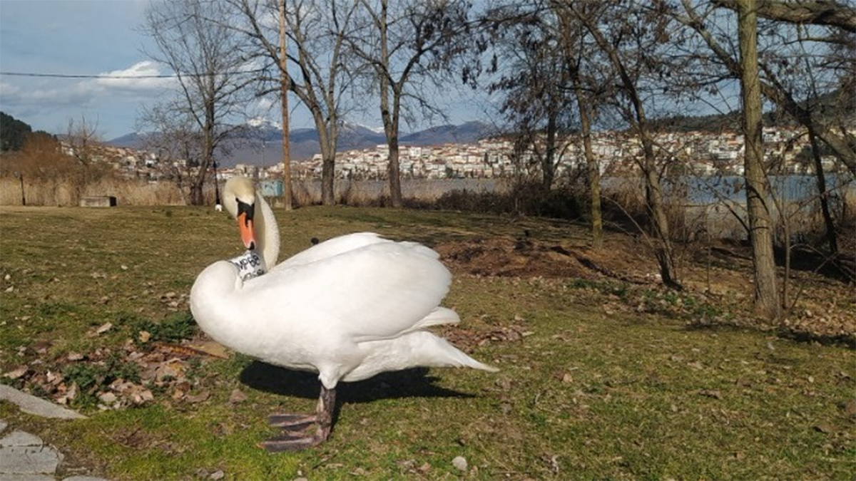 Μια ιστορία αγάπης, απώλειας και νέου ξεκινήματος με πρωταγωνιστή έναν κύκνο