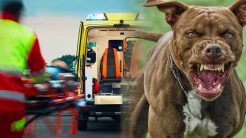 Τραγωδία στη Ζάκυνθο: Νεκρό παιδί 2 ετών από επίθεση Πιτ Μπουλ