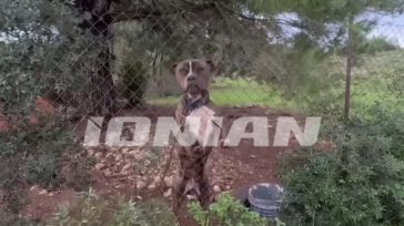 Σε κατάσταση σοκ η κοινωνία της Ζακύνθου μετά την επίθεση του πίτμπουλ στο 2χρονο αγοράκι